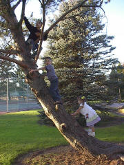 2006_treeclimb