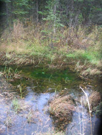 Eagle River Wetland