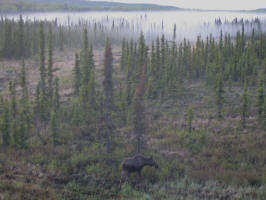 Moose in the fog at Kenai