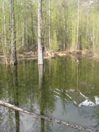 Valdez Wetland