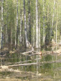 Valdez Wetland