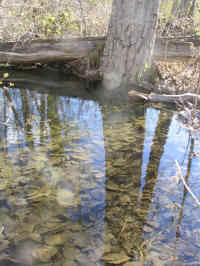 Valdez Wetland