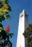 berkeleytowerflowerlr.jpg (34964 bytes)